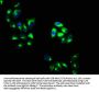 OTOG Antibody