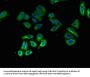 OXTR Antibody