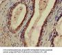 P2RX1 Antibody