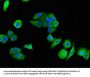 P2RX1 Antibody