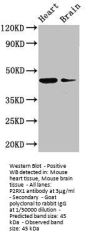 P2RX1 Antibody