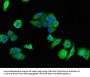 P2RX1 Antibody