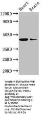 P2RX1 Antibody
