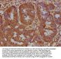 LPAR6 Antibody