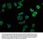 LPAR6 Antibody