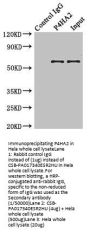 P4HA2 Antibody