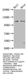 PACS1 Antibody