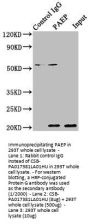 PAEP Antibody