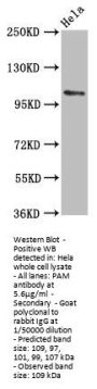 PAM Antibody