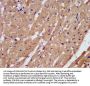 PAM Antibody