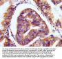 PAM Antibody
