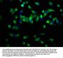 PAM Antibody
