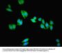 PANK1 Antibody