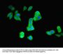 PRKN Antibody