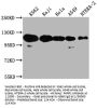 PARP1 Antibody
