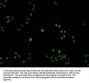 PARP1 Antibody