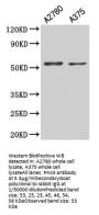 PAX3 Antibody