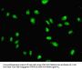 PAX3 Antibody