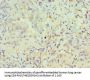 PAX6 Antibody