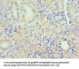 PAX6 Antibody