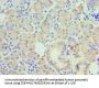 PAX6 Antibody