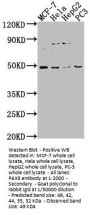 PAX8 Antibody