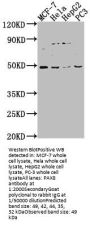 PAX8 Antibody