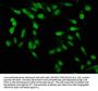 PBX1 Antibody