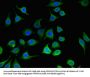 PC Antibody