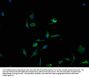 PCDH17 Antibody