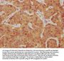 PCDH7 Antibody