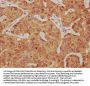 PCDH7 Antibody