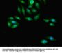 PCGF2 Antibody