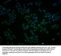 PCNT Antibody