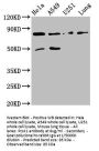 PCSK2 Antibody