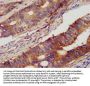 PCSK2 Antibody