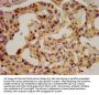PCSK2 Antibody