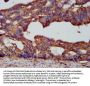 PCSK7 Antibody