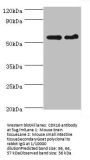 CDK16 Antibody