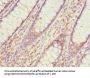 PDCD5 Antibody