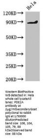 PDE2A Antibody