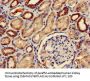 PDE2A Antibody