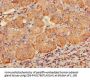 PDE2A Antibody