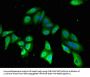 PDE2A Antibody
