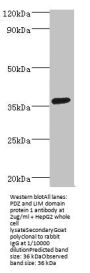 PDLIM1 Antibody