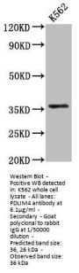PDLIM4 Antibody