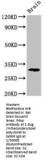 Pdxp Antibody