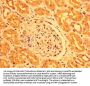 PEAR1 Antibody