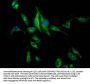 PEAR1 Antibody