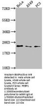 PEBP1 Antibody